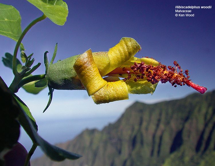 Hibiscadelphus Hawaiian Native Plants UH Botany