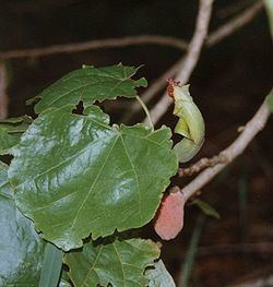 Hibiscadelphus Hibiscadelphus Wikipedia