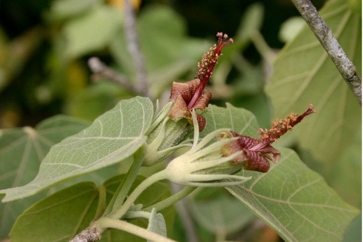 Hibiscadelphus distans mauiculturallandsorgmclwpcontentuploads2015