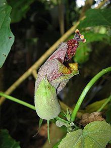 Hibiscadelphus giffardianus httpsuploadwikimediaorgwikipediacommonsthu