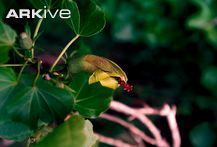 Hibiscadelphus woodii cdn2arkiveorgmediaF3F39BF3A0E23B41D3B6ED6