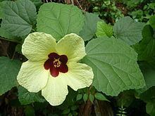 Hibiscus calyphyllus httpsuploadwikimediaorgwikipediacommonsthu