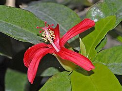 Hibiscus clayi httpsuploadwikimediaorgwikipediacommonsthu