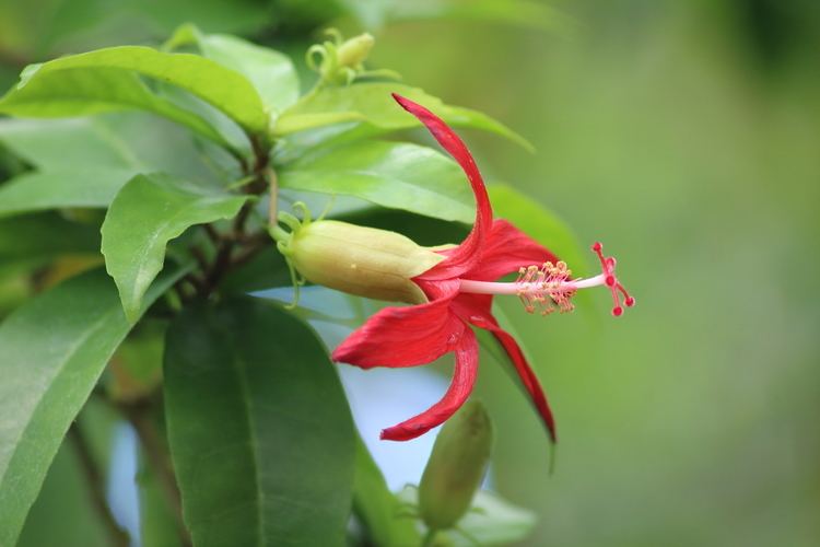 Hibiscus clayi FileHibiscus clayi fleurJPG Wikimedia Commons