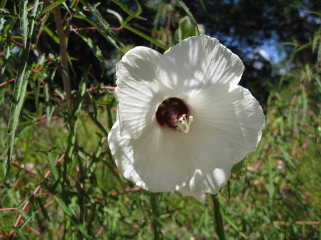 Hibiscus dasycalyx Hibiscus amp Malvaceae Hibiscus dasycalyxHibiscus malvaceae