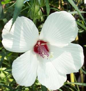 Hibiscus dasycalyx The Plant of the Week