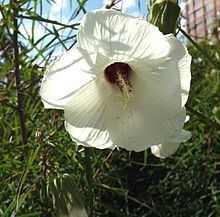 Hibiscus dasycalyx httpsuploadwikimediaorgwikipediacommonsthu