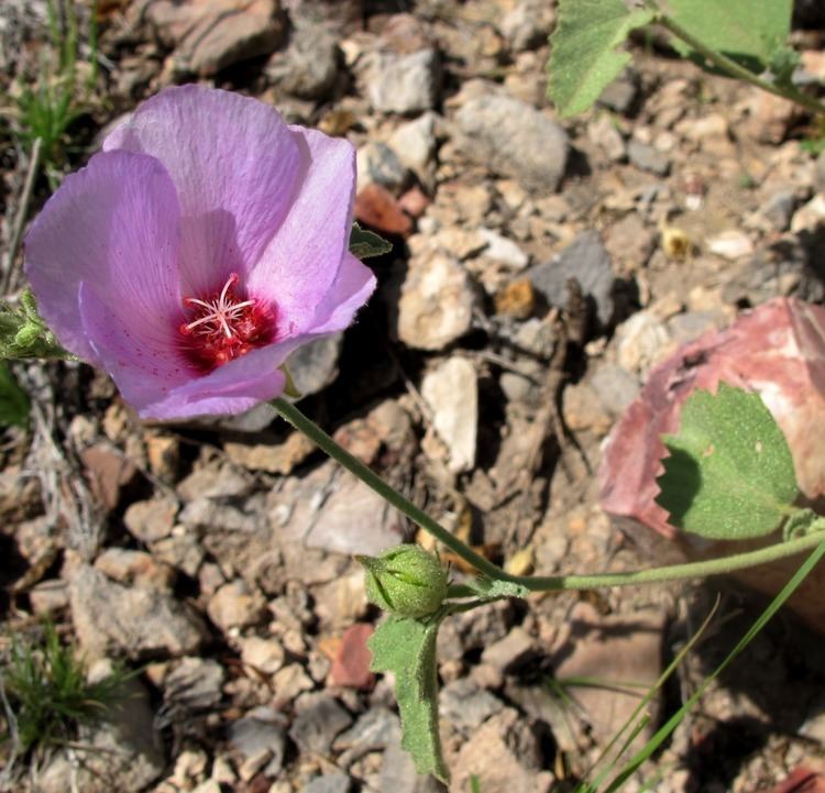 Hibiscus denudatus SEINet Arizona Chapter Hibiscus denudatus