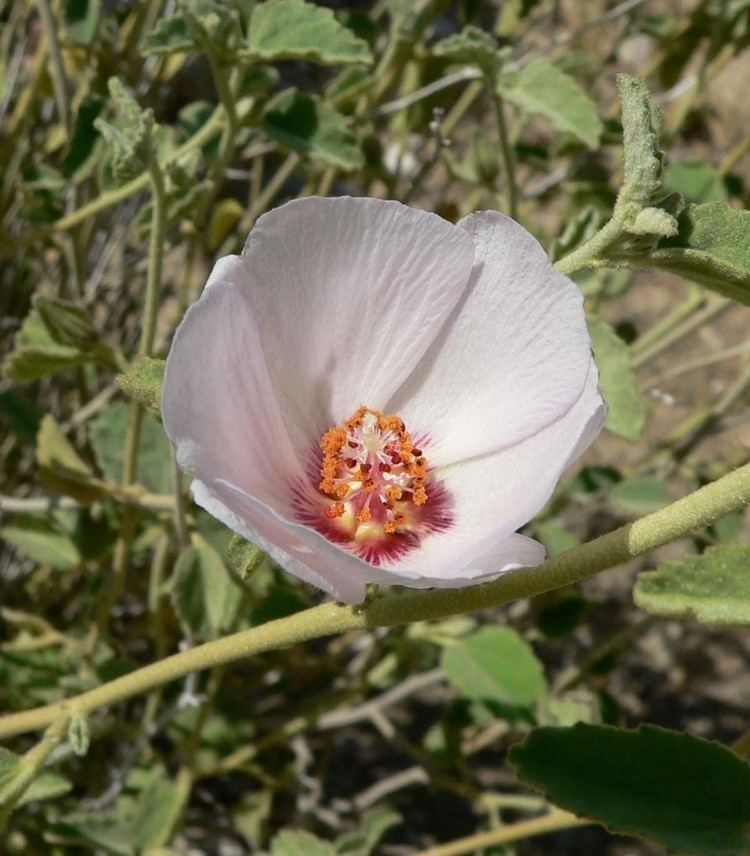 Hibiscus denudatus Hibiscus denudatus Wikipedia