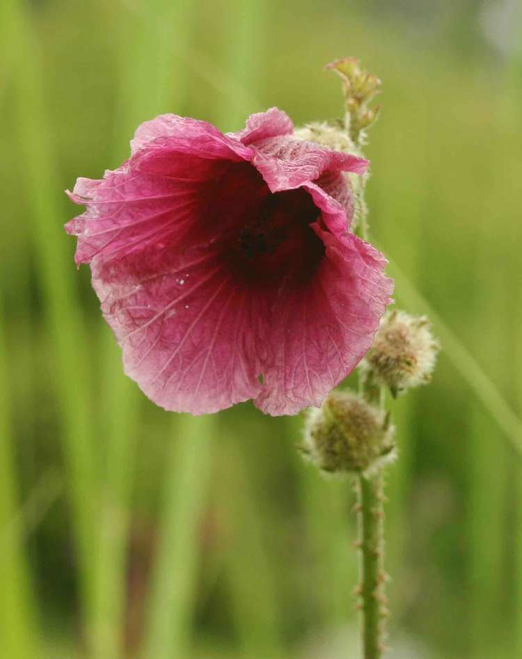 Hibiscus diversifolius Flora of Zimbabwe Species information individual images Hibiscus