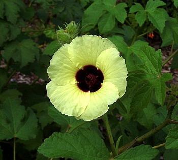 Hibiscus diversifolius Kartuz Greenhouses Hibiscus diversifolius