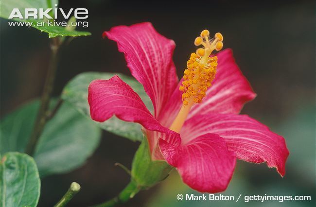 Hibiscus fragilis cdn1arkiveorgmedia0D0D4DDDADFFC043FE9C3CE