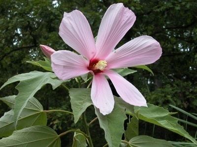 Hibiscus grandiflorus Hibiscus grandiflorus