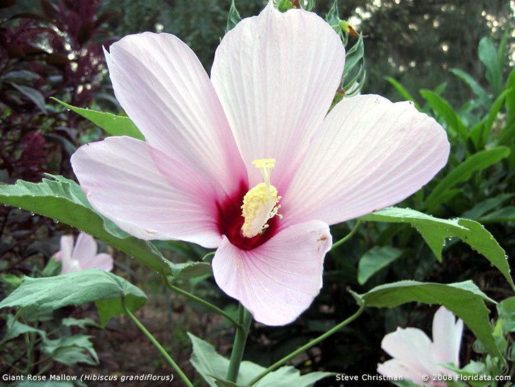 Hibiscus grandiflorus imagesfloridatacomgalleryHibiscusgrandiflorus