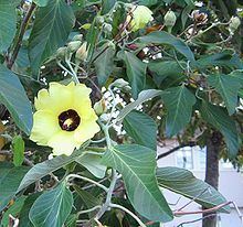 Hibiscus hastatus httpsuploadwikimediaorgwikipediacommonsthu