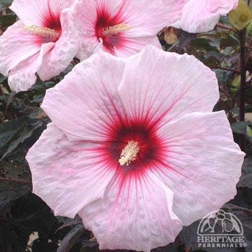 Hibiscus 'Kopper King' Plant Profile for Hibiscus 39Kopper King39 Hardy Hibiscus Perennial