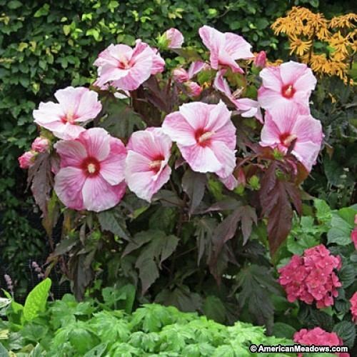 Hibiscus 'Kopper King' Hibiscus Kopper King Hibiscus Hardy Hibiscus Perennials from