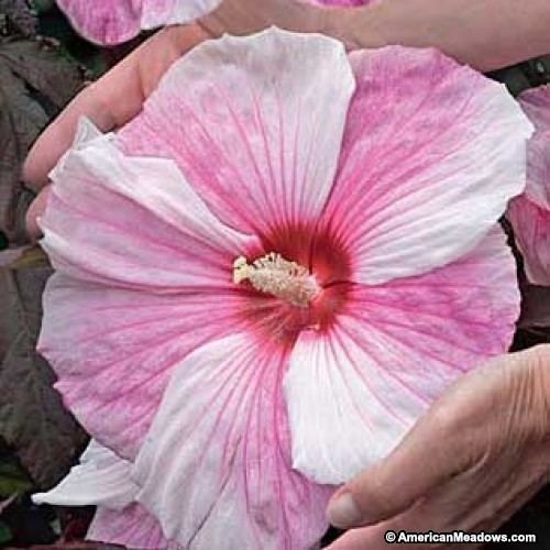 Hibiscus 'Kopper King' Hibiscus Kopper King Hibiscus Hardy Hibiscus Perennials from