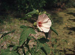 Hibiscus laevis Online Virtual Flora of Wisconsin Hibiscus laevis