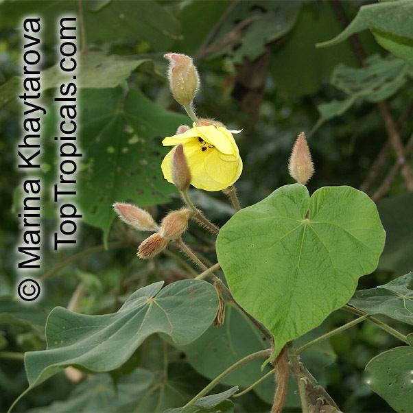 Hibiscus macrophyllus Hibiscus macrophyllus Hibiscus setosus Hibiscus vestitus