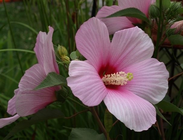 Hibiscus moscheutos Hibiscus moscheutos