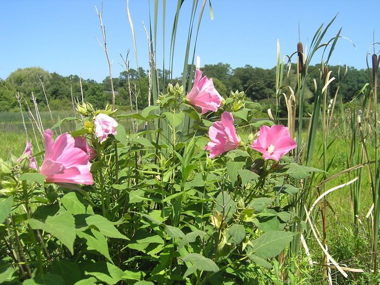 Hibiscus moscheutos Hibiscus moscheutos swamp rosemallow Go Botany