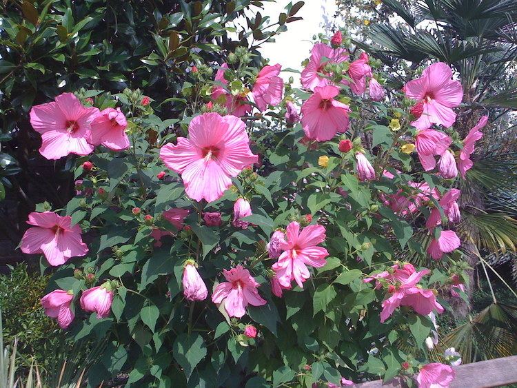 Hibiscus moscheutos Journeys and Jonquils Plant Care Profile Swamp Rose Mallow