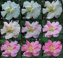 Hibiscus mutabilis httpsuploadwikimediaorgwikipediacommonsthu