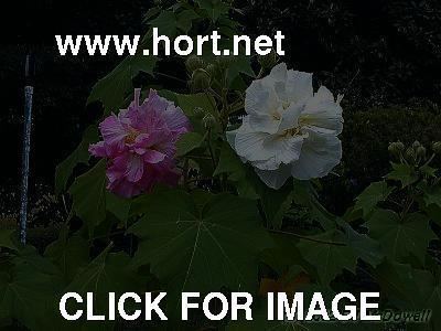 Hibiscus mutabilis Hibiscus mutabilis flowers 1 of 1 hortnet photo gallery
