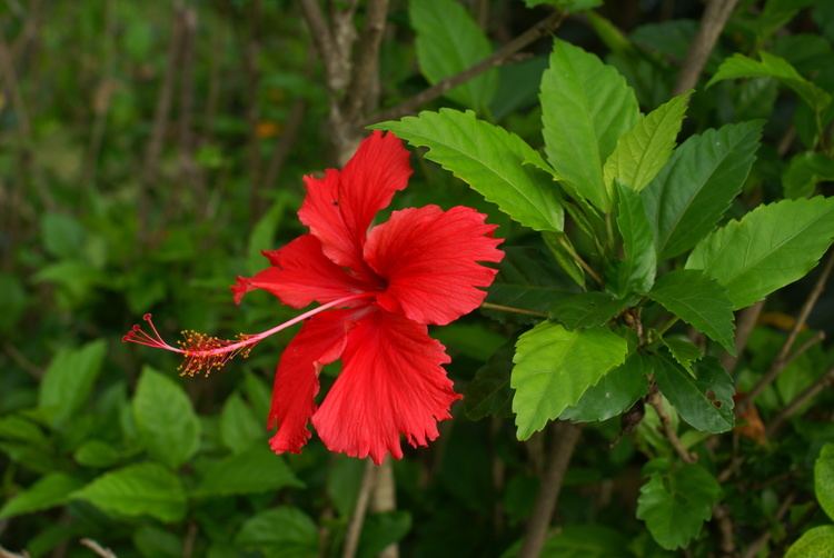 Hibiscus rosa-sinensis Shoeflower Plant China Rose