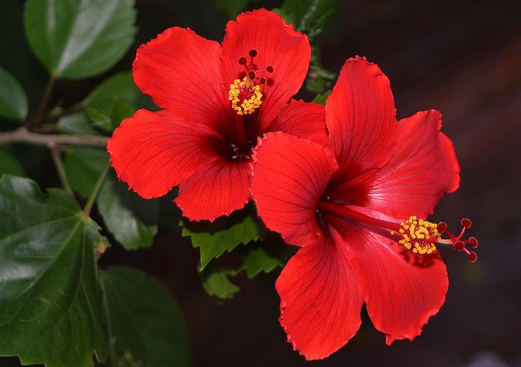 Hibiscus rosa-sinensis Photos of Colombia Flowers Hibiscus rosa sinensis