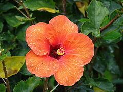 Hibiscus rosa-sinensis httpsuploadwikimediaorgwikipediacommonsthu