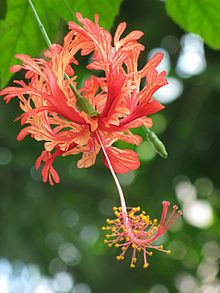 Hibiscus schizopetalus httpsuploadwikimediaorgwikipediacommonsthu