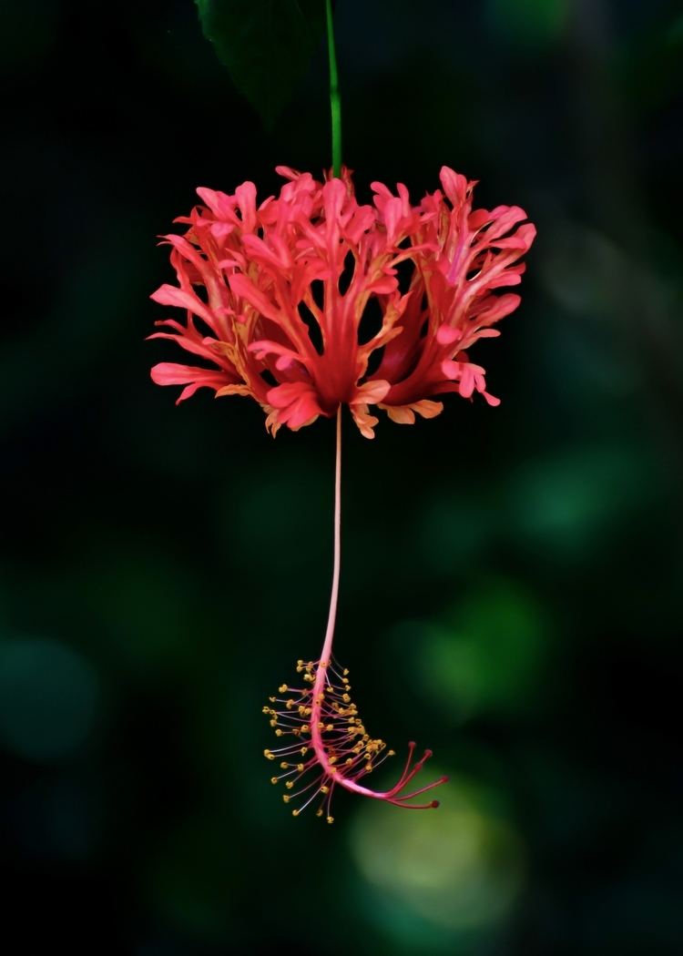 Hibiscus schizopetalus Hibiscus schizopetalus Masters Hookf Checklist View