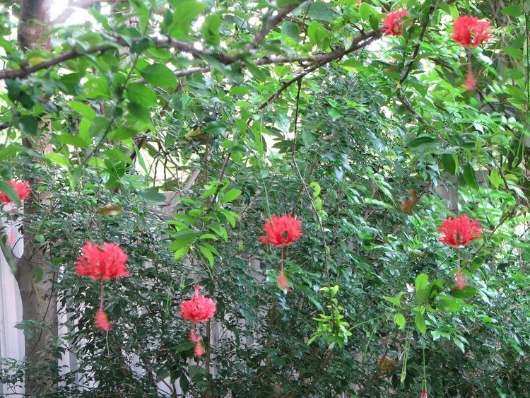 Hibiscus schizopetalus My Dry Tropics Garden Hibiscus schizopetalus Japanese Lantern