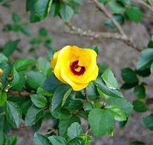 Hibiscus scottii httpsuploadwikimediaorgwikipediacommonsthu