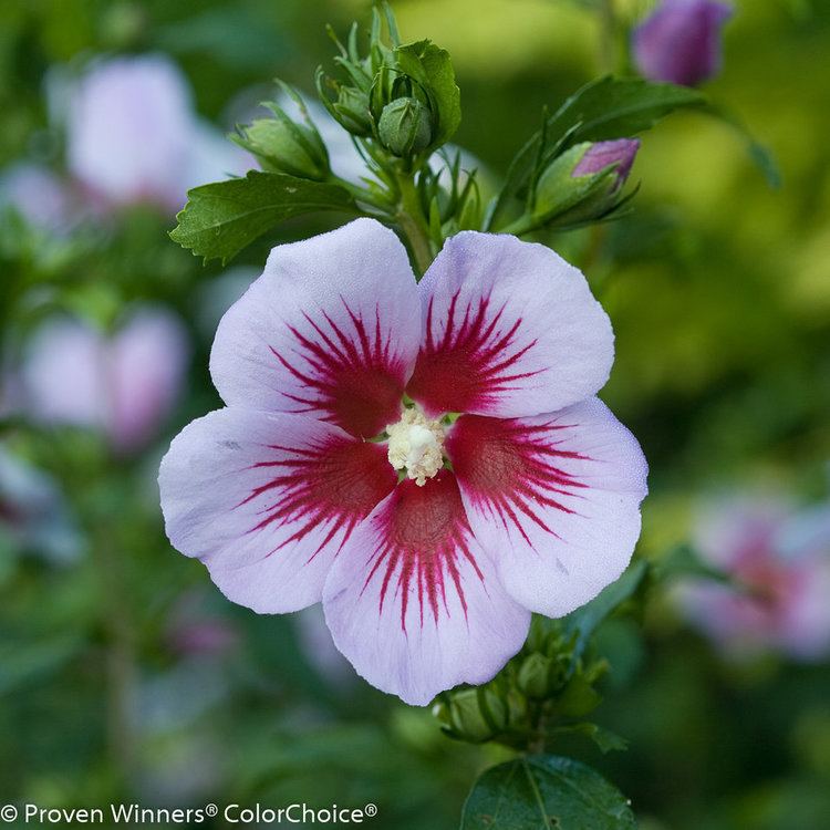 Hibiscus syriacus Orchid Satin Rose of Sharon Hibiscus syriacus Proven Winners
