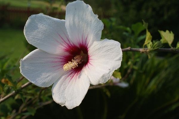 Hibiscus syriacus HibiscussyriacuschapstickaddictCCBYNCjpg