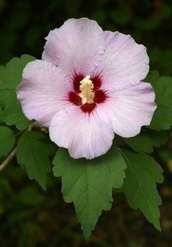 Hibiscus syriacus wwwrubythroatorgimagesRoseOfSharon01jpg