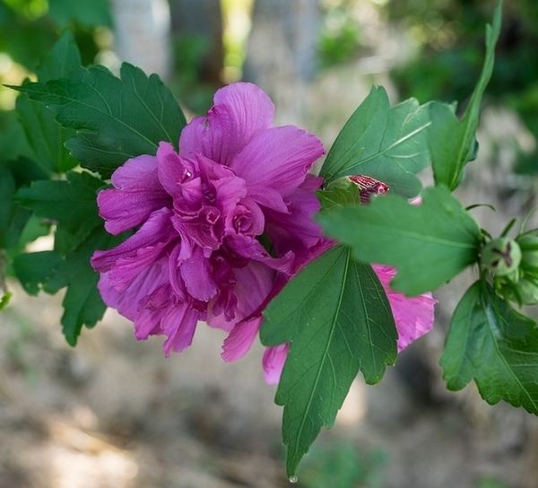 Hibiscus syriacus HibiscussyriacusFDRichardsCCBYSAjpg