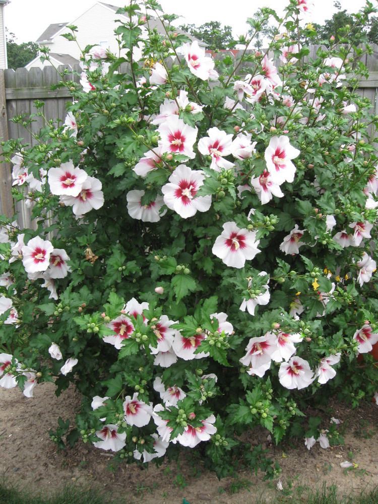 Hibiscus syriacus Bali Rose of Sharon Wilson Nurseries