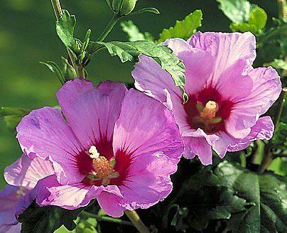 Hibiscus syriacus Hibiscus syriacus Balkan Ecology Project