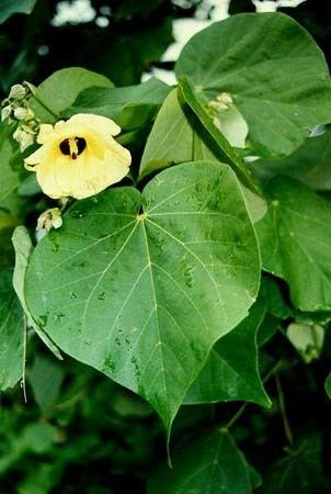 Hibiscus tiliaceus Lo Hibiscus tiliaceus