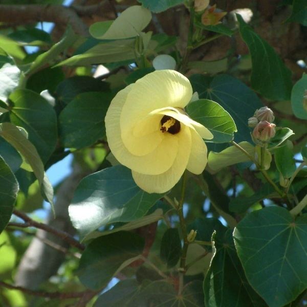 Hibiscus tiliaceus Cotton Tree Hibiscus tiliaceus van Veen Organics