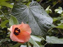 Hibiscus tiliaceus httpsuploadwikimediaorgwikipediacommonsthu