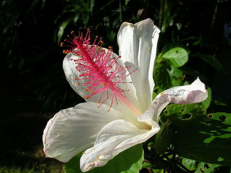 Hibiscus waimeae Plants We Love White Hibiscus Hibiscus waimeae