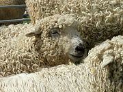 Hickman v Kent or Romney Marsh Sheep-Breeders' Association httpsuploadwikimediaorgwikipediacommonsthu