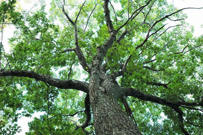 Hickory Mesic Appalachian oak hickory forest