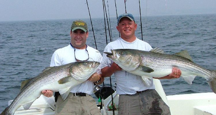 Hickory shad Hickory Shad for Trophy Stripers On The Water