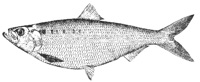 Hickory shad Hickory shad